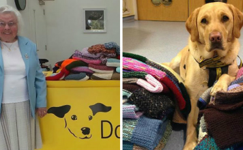 Old Woman Has Knitted 450 Blankets And Dog Coats For Shelter Dogs