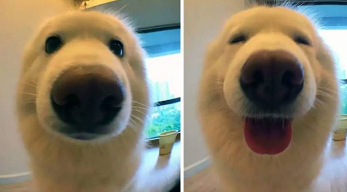 11 Images Of Animals Before & After Being Called A Good Boy