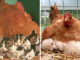 11 Photos Of Hens Being Moms To Other Baby Animals