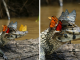 Photographer Captured A Caiman Wearing a Crown of Butterflies in the Amazon