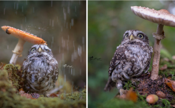 Photographer Captured The Image Of A Tiny Owl Hiding From Rain Under A Mushroom
