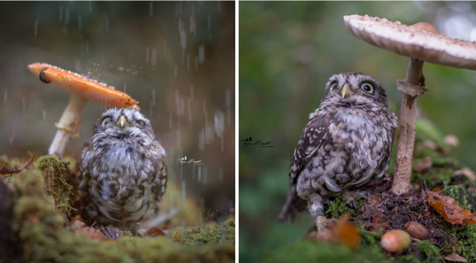 Photographer Captured The Image Of A Tiny Owl Hiding From Rain Under A Mushroom