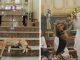 Kind Priest Use To Brings Stray Dogs To Mass So They Can Find New Families