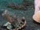 Diver Convinced A Baby Octopus To Give Up His Plastic Cup In Exchange For A Shell