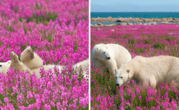 Photographer Captured Polar Bears Playing In Flower Fields
