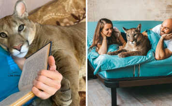 Couple Shares Their Studio Flat With A Puma Named “Messi”