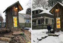 Woman Transformed A More Than 100-Year-Old Dead Tree Into A Free Little Library For The Neighborhood