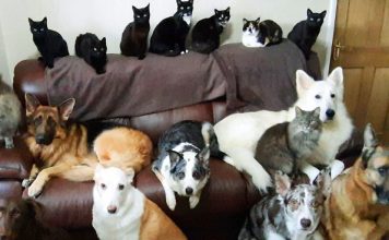 Woman Finally Managed To Get All Her 17 Pets To Sit Still For A Photograph