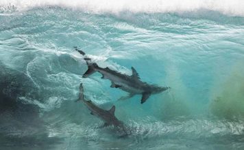 Australian Photographer Captured The Rare Beauty Of Sea