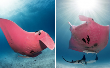 Underwater Photographs Of The World’s Only Known Pink Manta Ray