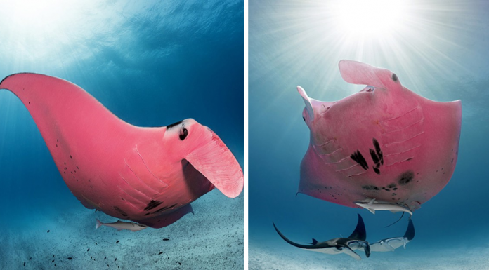 Underwater Photographs Of The World’s Only Known Pink Manta Ray