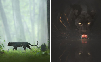 Photographer Captured A Rare Black Panther Roaming In The Jungles Of India