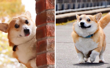 Meet Gen, A Corgi From Japan Who Has Adorable Facial Expressions