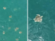 Drone Captured Probably The Largest Swarm Of Sea Turtles Ever Filmed