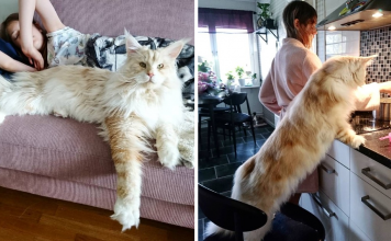 Breathtaking Photos Of “Lotus” The Maine Coon, It’s Crazy How Big It Is
