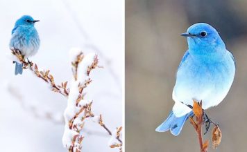 Mountain Bluebirds: A True Beauty Of The Mother Nature