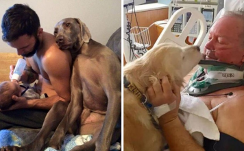 21 Photos That Shows Dogs Are Too Precious for This World