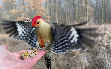 Hand Feeding A Red-Bellied Woodpecker in Slow Motion is Mesmerizing