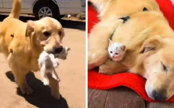 Golden Retriever Saved a Kitten Then He Brought It Home And Took Care Of It