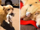 Golden Retriever Saved a Kitten Then He Brought It Home And Took Care Of It