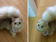 This Cat Has A Fluffy Tail Just Like A Squirrel