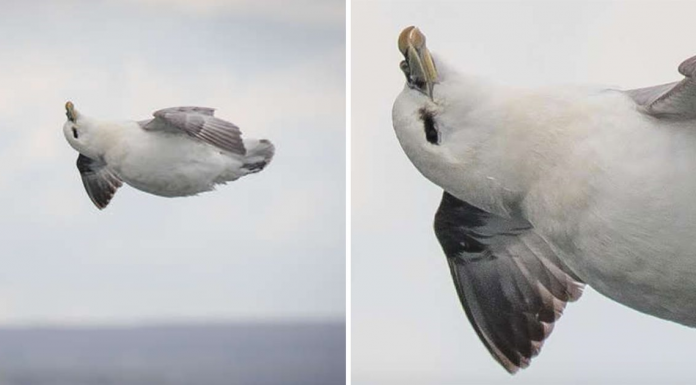 Photographer Captured This Bird Relaxing In Mid-air