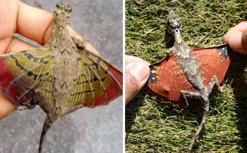 “Draco” Also Known As Flying Dragons Exist And They Are A Real Wonder of Nature