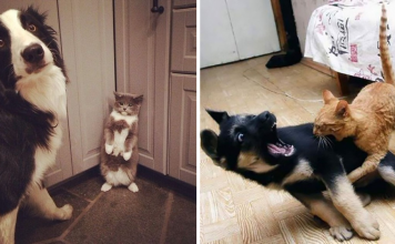 20 Times Owners Wanted Cats And Dogs To Live Together, But It Didn’t Work Out As Planned