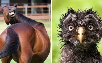 Hilariously Unphotogenic Moments Of Animals (I Feel Guilty For Laughing)