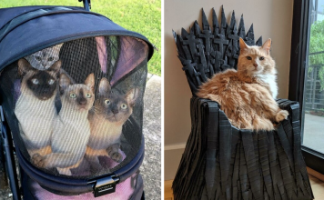 21 Spoiled Cats That Probably Live Better Than You