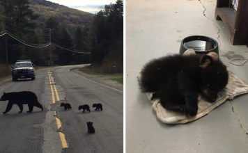 Police Officer Spots Sick Bear Cub Stuck On Road And Risks Life To Save Him