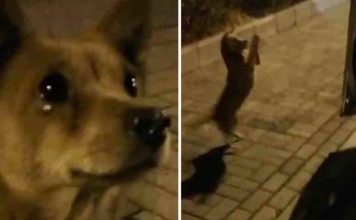 Stray Dog Got Emotional After Getting Food From Stranger