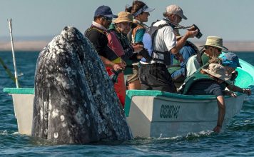 Hilarious Moment Sneaky Whale Pops Up Behind Sightseers As They Look The Wrong Way