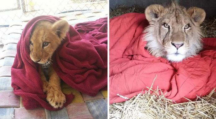 Rescued Baby Lion Can’t Sleep Without A Blanket Even Though He’s All Grown Up