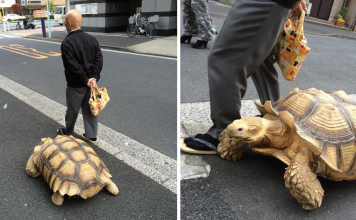 Patient Pet Owner Walks His Giant Tortoise Through Streets Of Tokyo