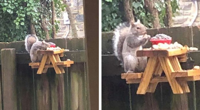 Guy Builds An Adorably Tiny Picnic Table For Squirrels In His Backyard