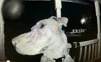 Missing Dog Returns Home On Her Own And Rings The Doorbell To Be Let In