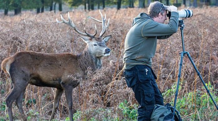 Wildlife Photographer Was Clueless When A Stag Sneaks Up Behind Him