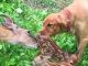 Mama Deer Brings Her Babies To Meet The Golden Retriever She Has Been Best Friends For 11 Years