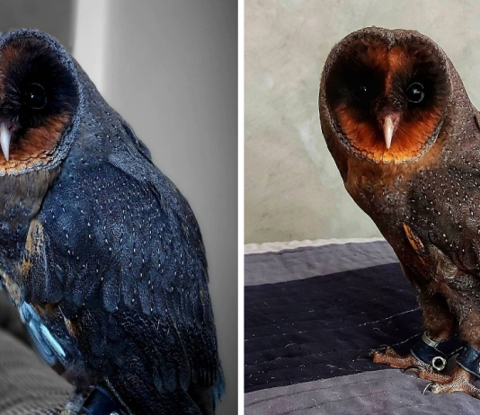 Meet The Extremely Rare Black Barn Owl (Some Says It’s 1 In 100,000)