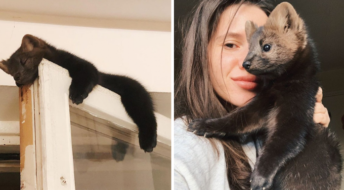 Woman Rescues A Sable And Decides To Keep Her As A Pet Since She’s Not Fit To Live In The Wild