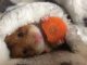Adorable Hamster Eating A Carrot In Bed, Wrapped In A Blanket