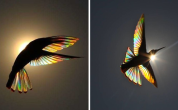 Photographer Captures A Rainbow Of Light Diffracts Through Hummingbird Wings