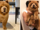 Fluffy Dog Looks Like An Adorable Life Size Teddy Bear