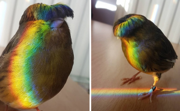Meet Barry the Canary, The Bird with A Bowl Feather cut