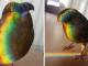 Meet Barry the Canary, The Bird with A Bowl Feather cut
