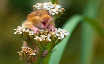 Photographer Captured A Laughing Dormouse Perched On A Flower