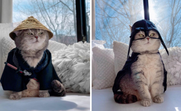 Cat Finds A New Home And Becomes An Instagram Model With Its Cute Outfits