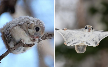 Japanese Flying Squirrels Are Probably The Cutest Animals On Earth
