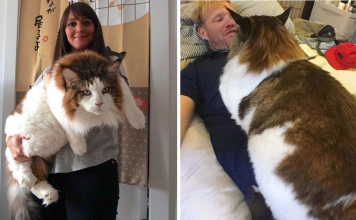 Meet Samson – The Largest Cat In NYC Who Weighs 28 Lbs